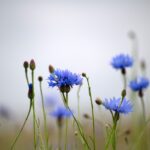 Photo cornflower color