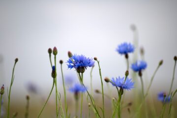 Photo cornflower color