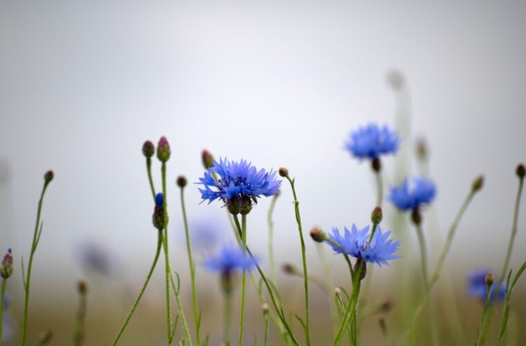 Photo cornflower color